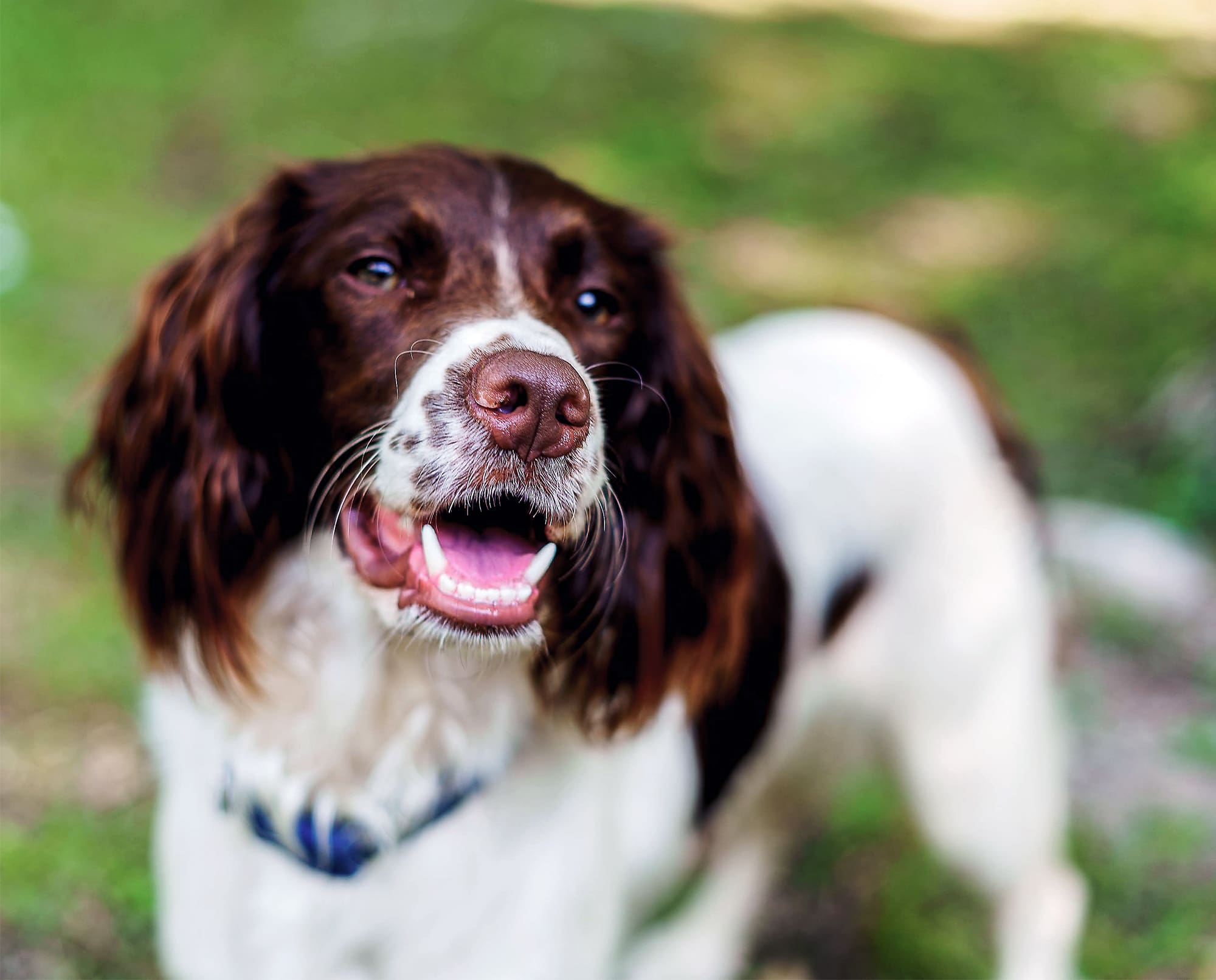 A Springer Spaniel rests after a training session.