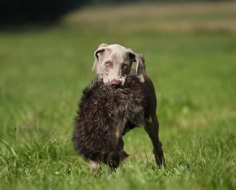 Hunting and Forest Management in Germany with Nadja Niesner: HDC Episode #25