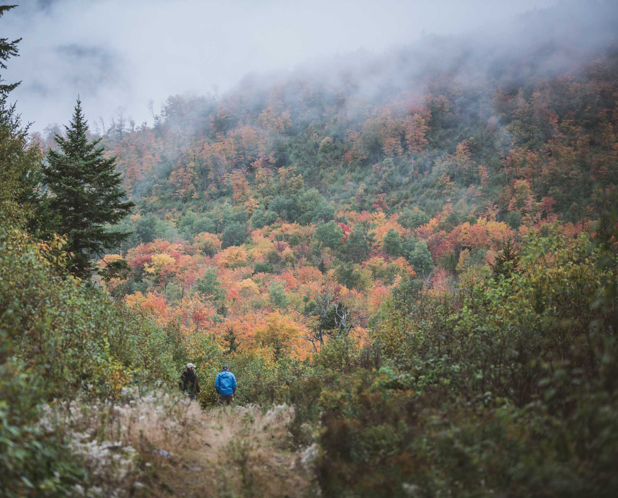 Two people walk through a health forest