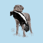 wirehair-skunk-t-shirt-close-up
