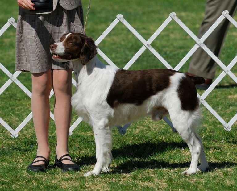 A Brittany participating in a dog show.