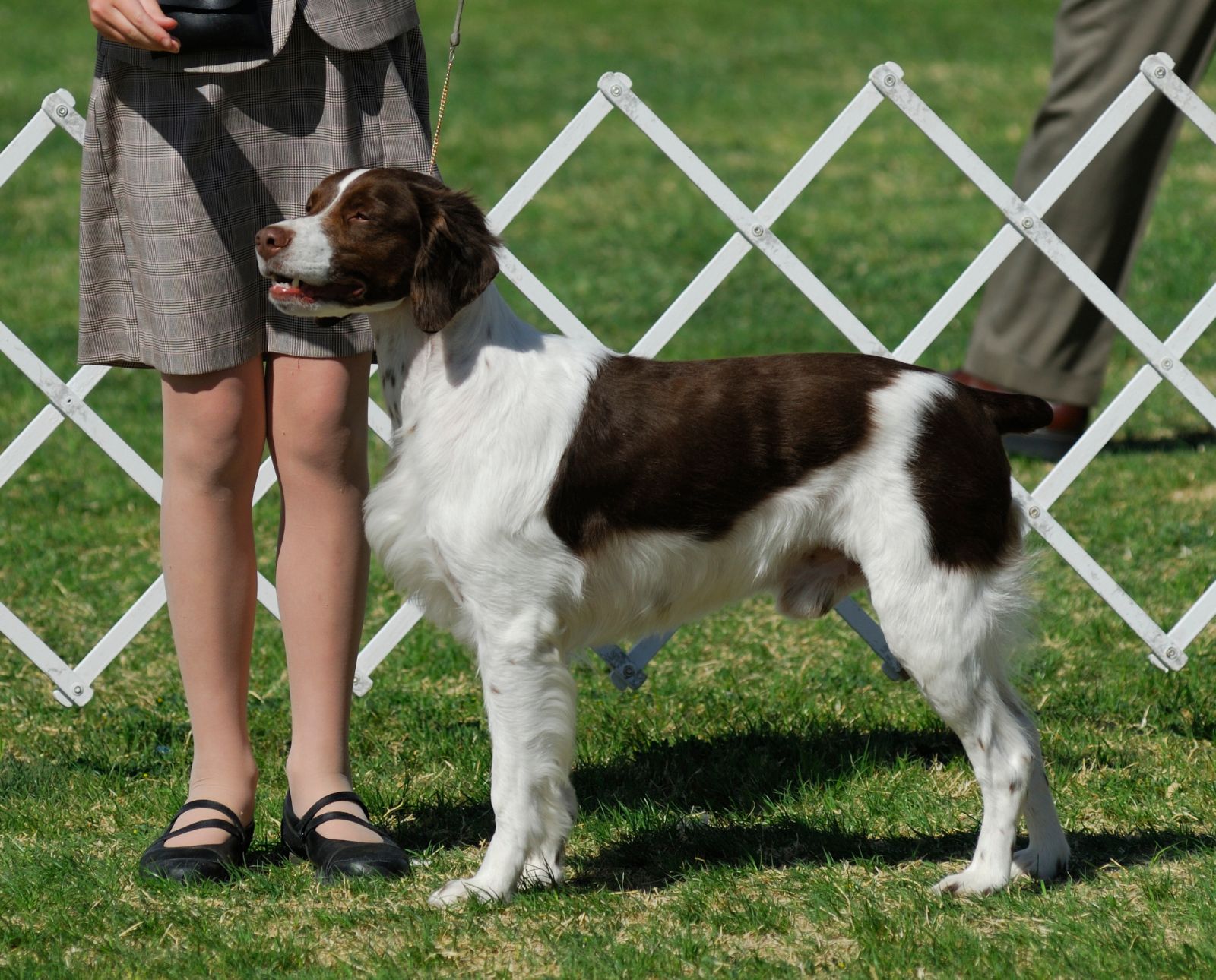 A Brittany participating in a dog show.