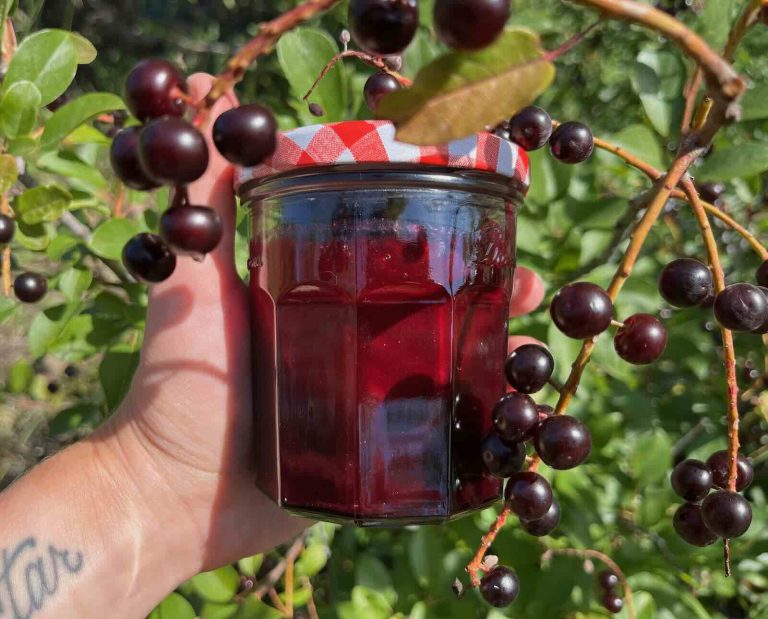 A hand holds up a jar of chokecherry jelly against a background of a chokecherry bush with berries