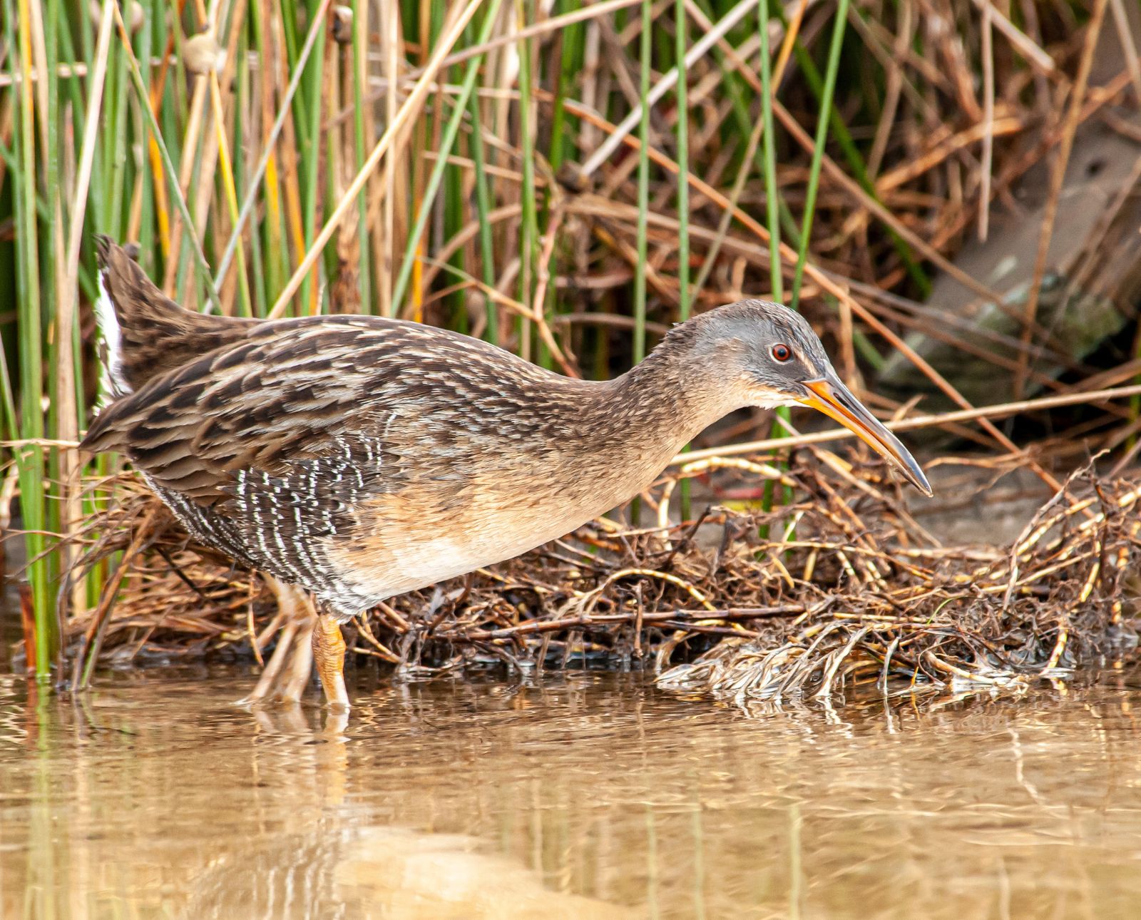 A clapper rail standing in water in a grassy marsh.