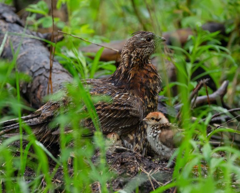 A female ruffed grouse sits with a chick on a log in ruffed grouse habitat.