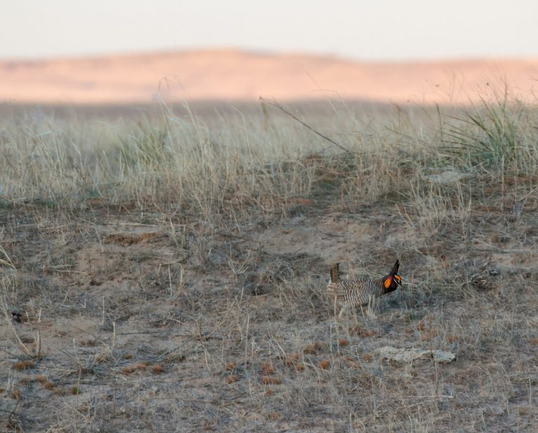 A male greater prairie chicken during breeding season in a grassland.