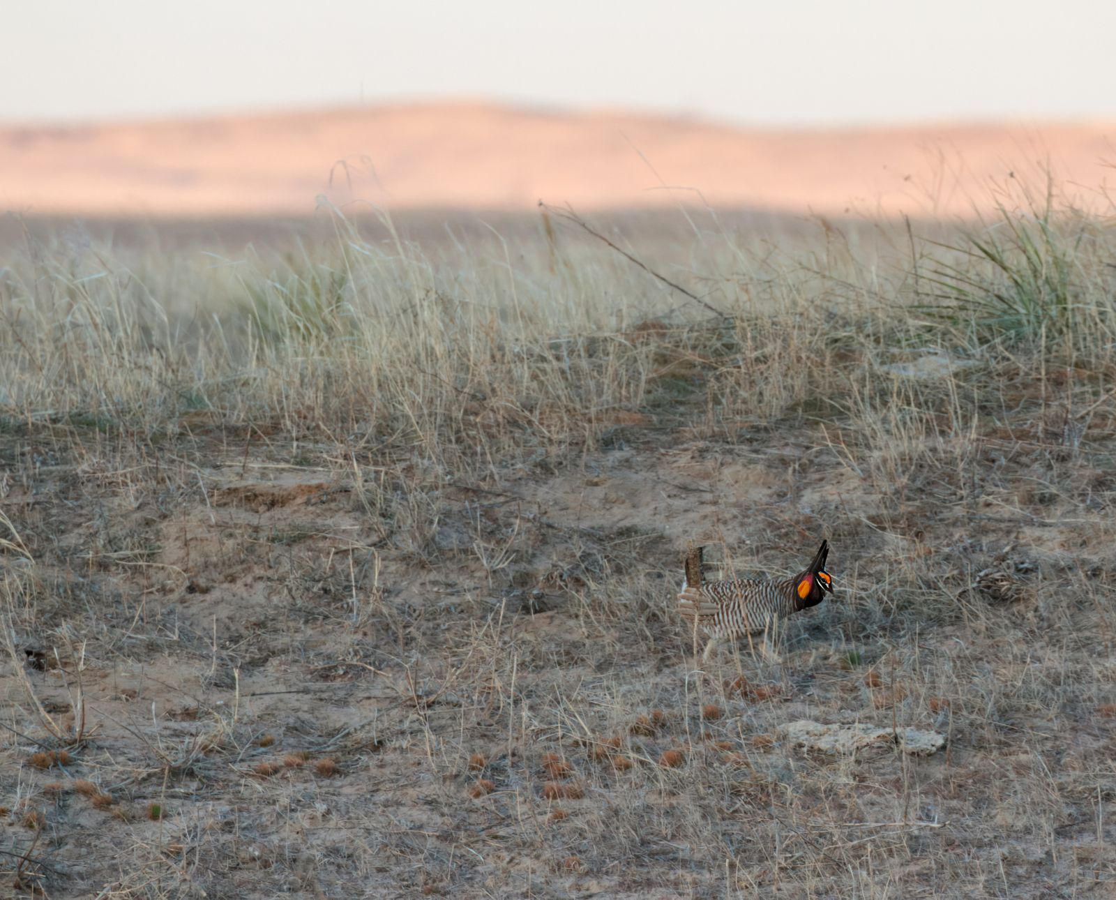 A male greater prairie chicken during breeding season in a grassland.
