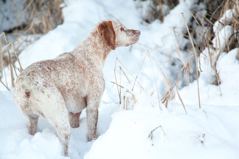 A Braque du Bourbonnais dog breed works in the snow.
