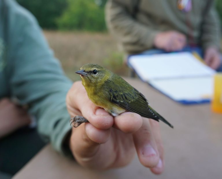 A researcher holds a captured Tennessee warbler while another researcher takes notes on the bird.