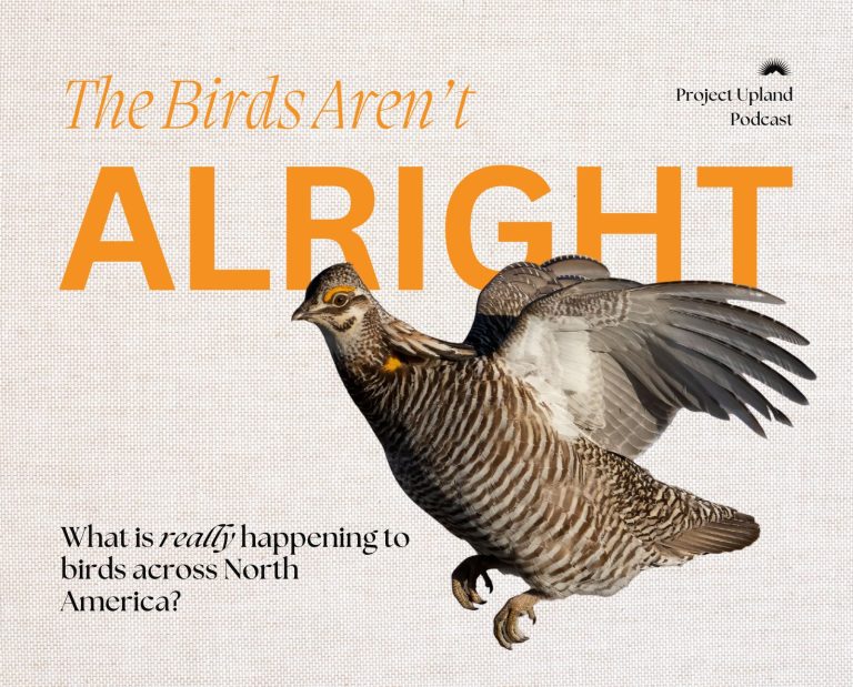 Cover image of the State of the Birds Podcast Episode.