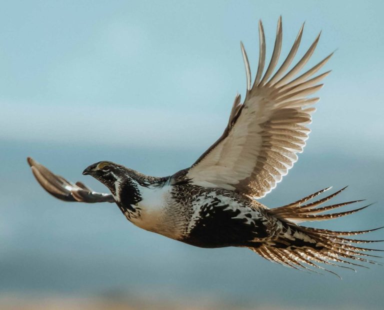 A male greater sage grouse in flight.