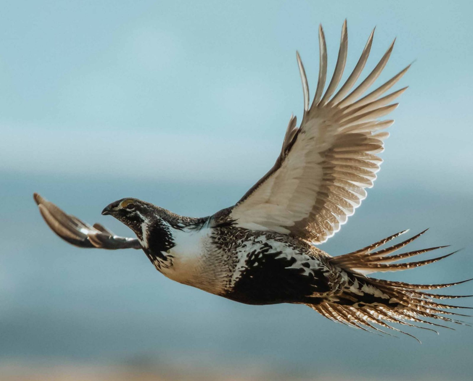 A male greater sage grouse in flight.