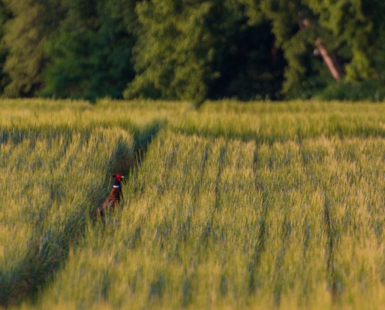 A rooster pheasant standing in a wheat field.