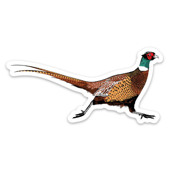 Ringneck Pheasant Sticker