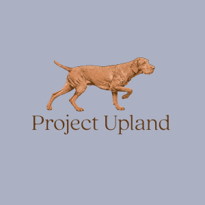 Wirehaired-Vizsla-close-up-design