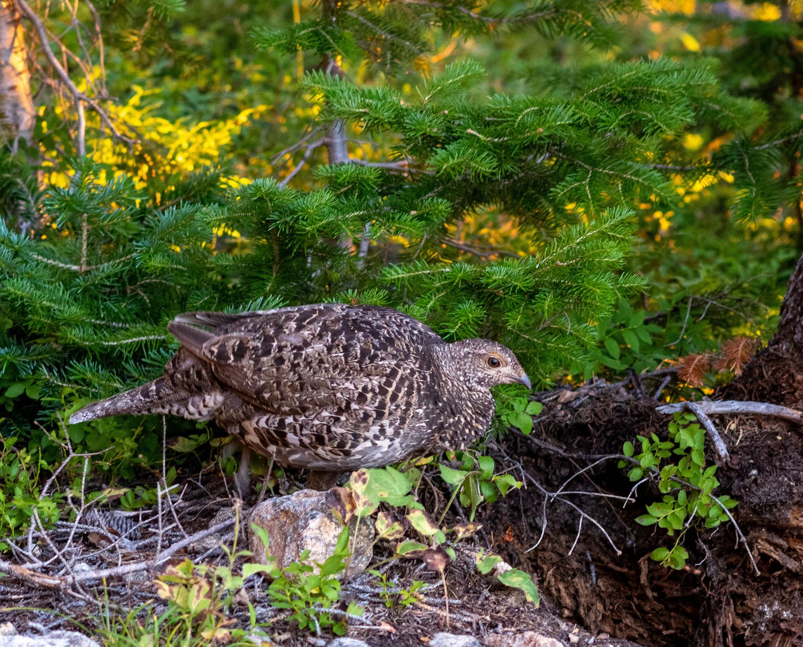A dusky grouse crouches while foraging in conifers.
