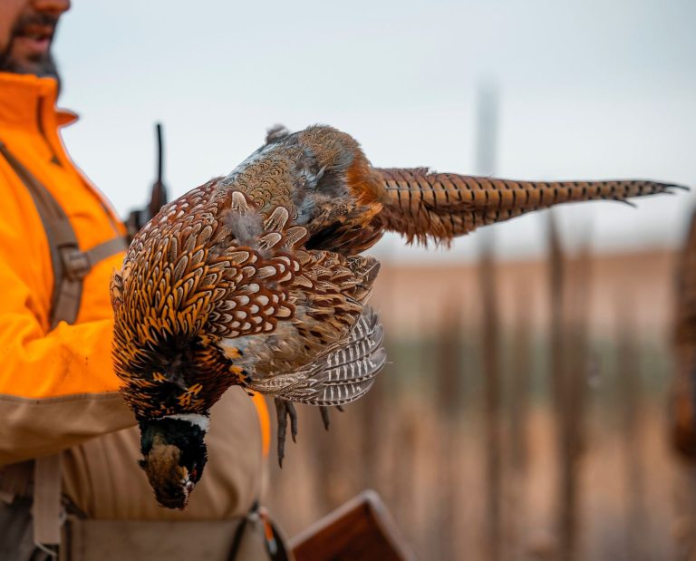 A hunter wearing blaze orange holds up a rooster pheasant.