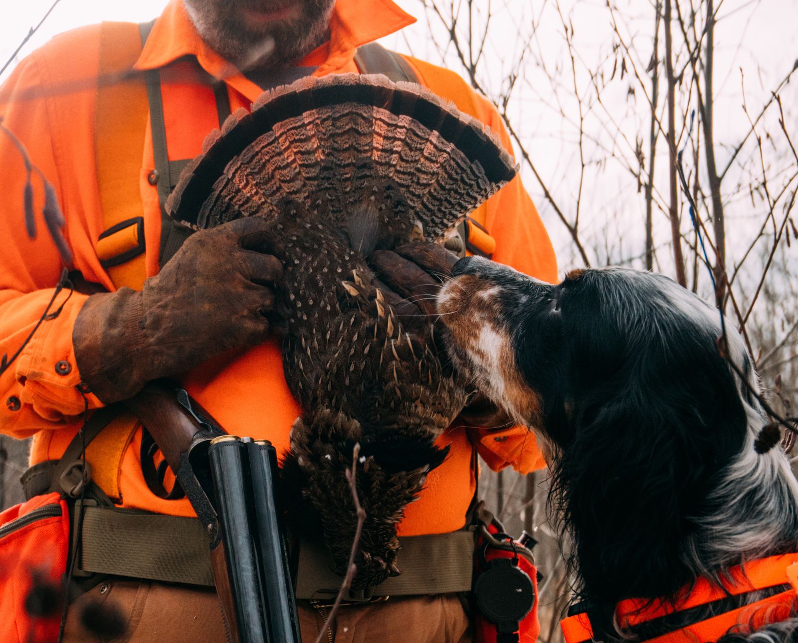An upland hunter holds up a ruffed grouse while his English Setter sniffs it.