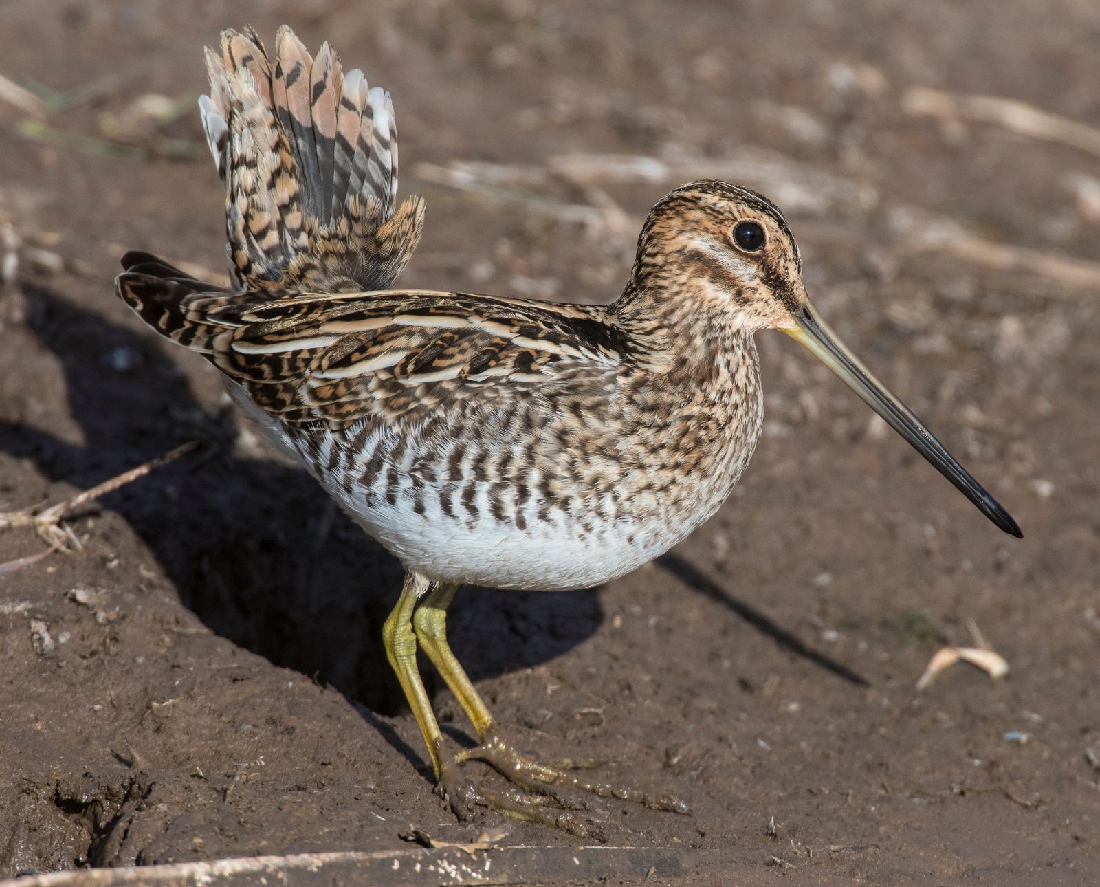 A Wilson's snipe standing in the mud while flaring its tail.