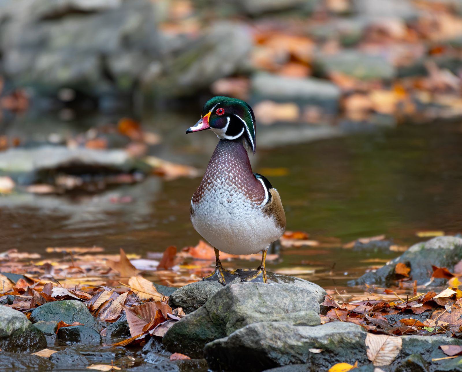 A wood duck drake stands on a rock near a small stream with fallen leaves.