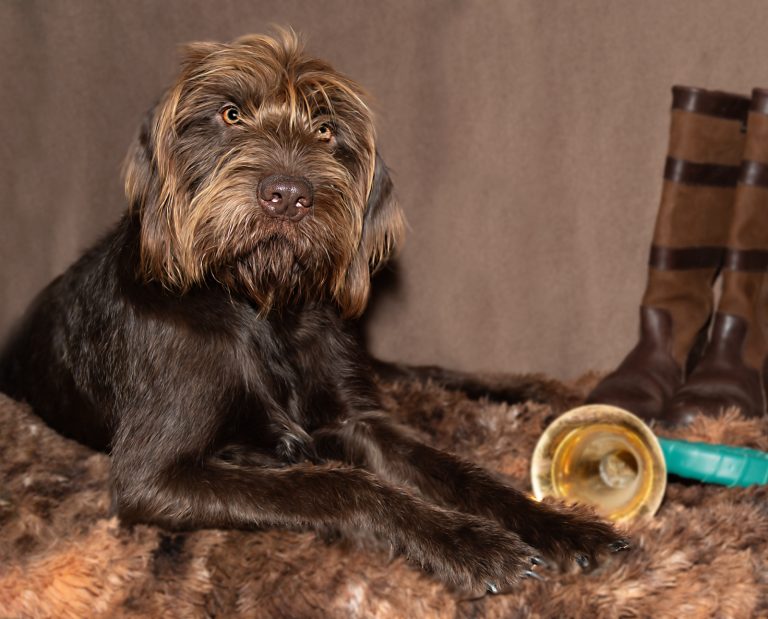 A Pudelpointer in Germany with traditional hunting gear.