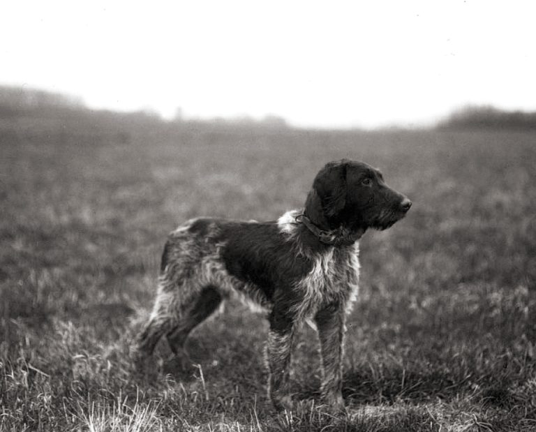 a historic image of a Stichelhaar dog.
