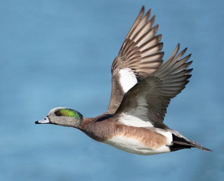 A male American wigeon flies above water.