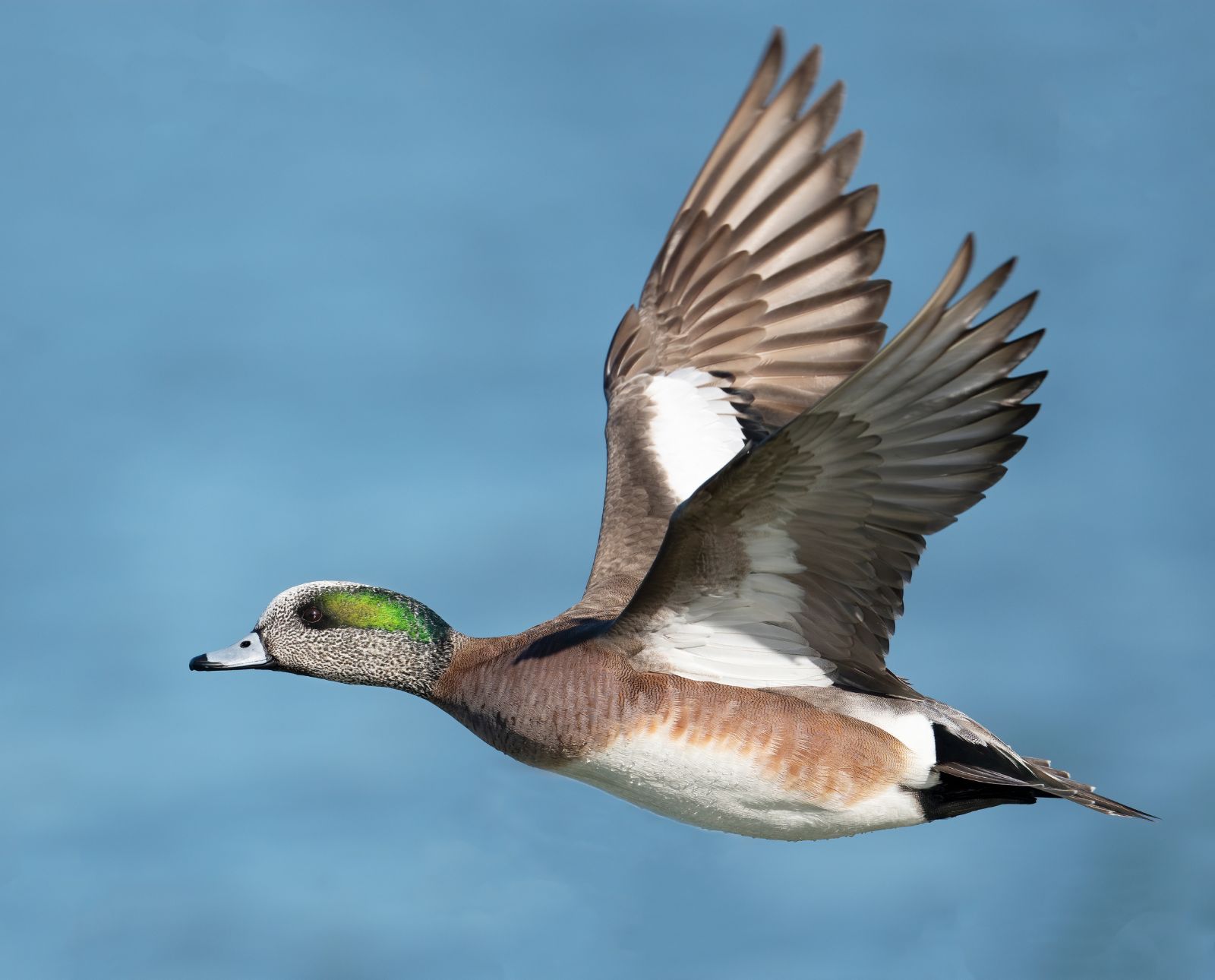 A male American wigeon flies above water.