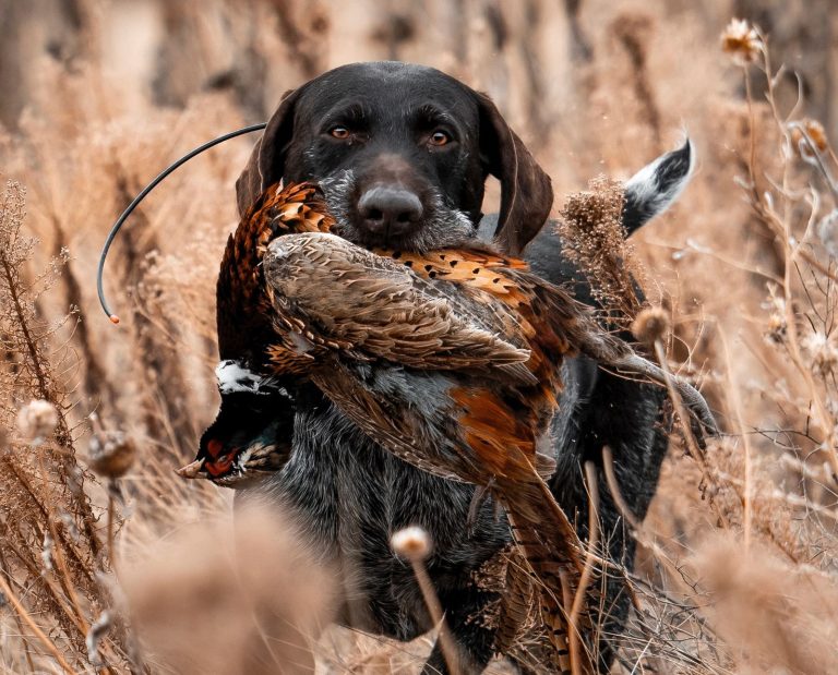 A Deutsch Drahthaar retrieves a pheasant in tall grasses.