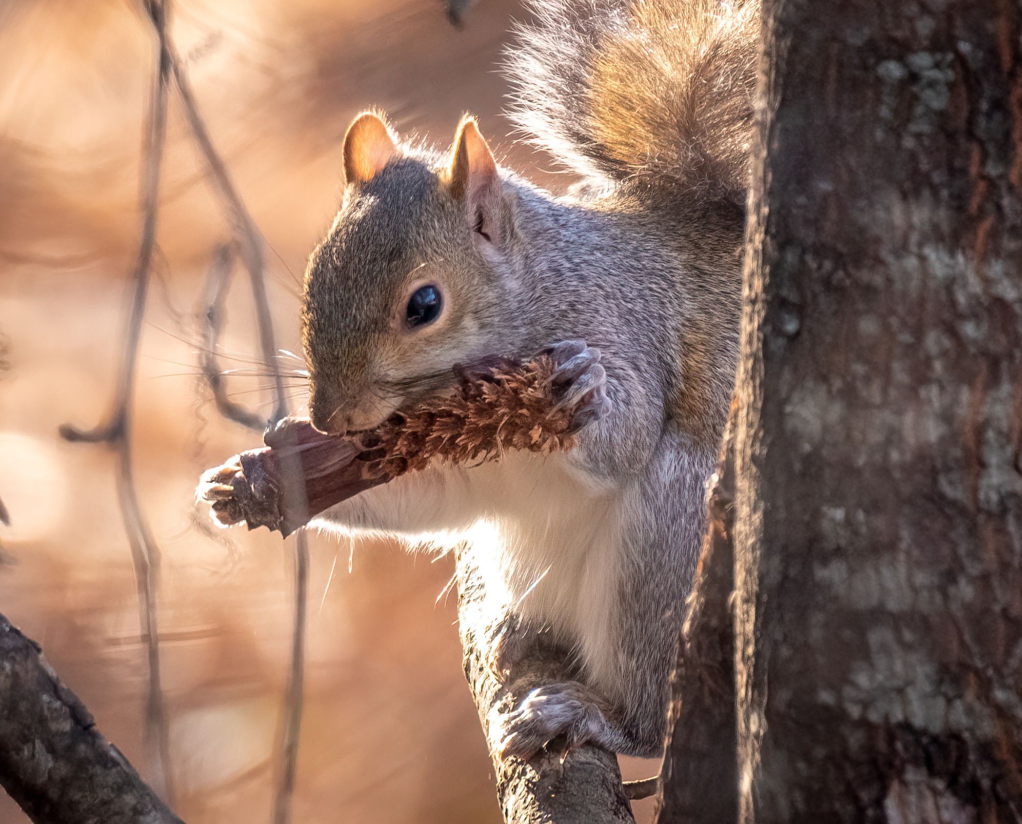 A gray squirrel eats a pinecone in the winter.