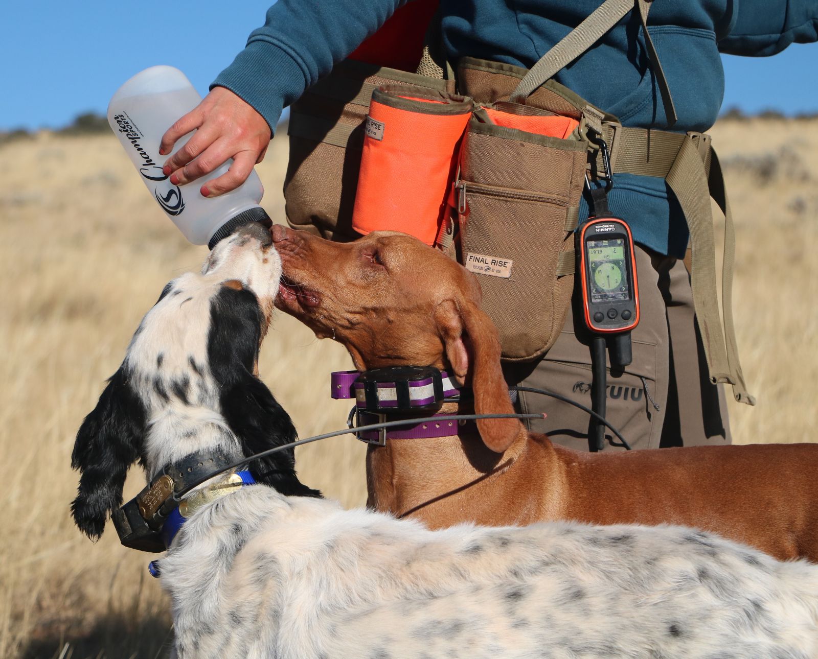 A hunter waters her English Setter and Vizsla, making sure they stay hydrated while hunting.