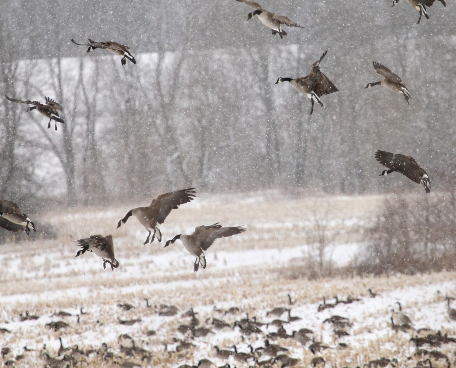 Canada geese come in for a landing in a snow-covered crop field