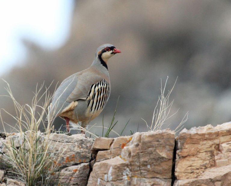 A chukar perched on a rock near a tuft of grass.