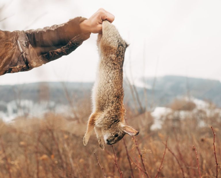 A hunter holds up a cottontail rabbit in front of brushy cover.