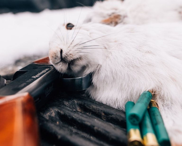 A white snowshoe hare with a .410 shotgun and ammo on a snowy tailgate in winter.