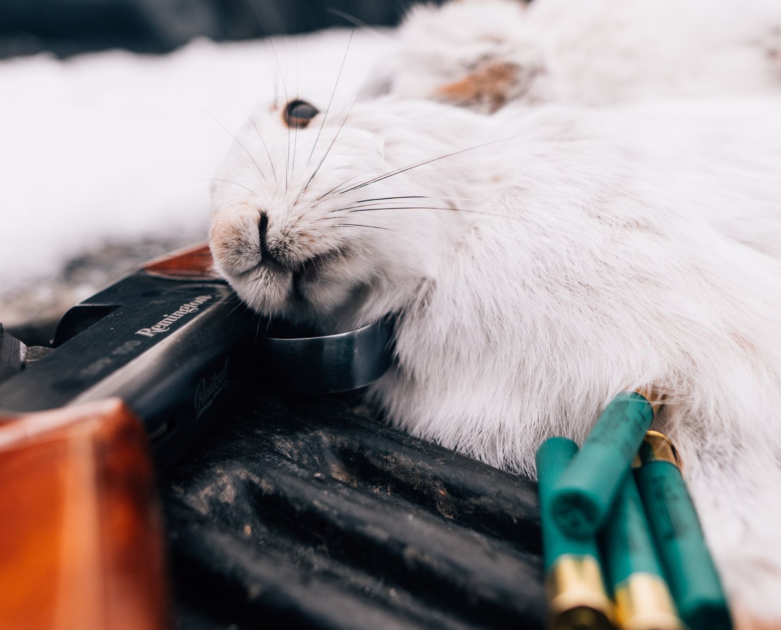 A white snowshoe hare with a .410 shotgun and ammo on a snowy tailgate in winter.