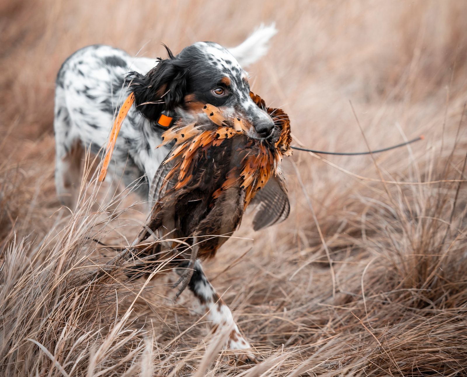 A Llewellin setter retrieves a rooster pheasant on public land.