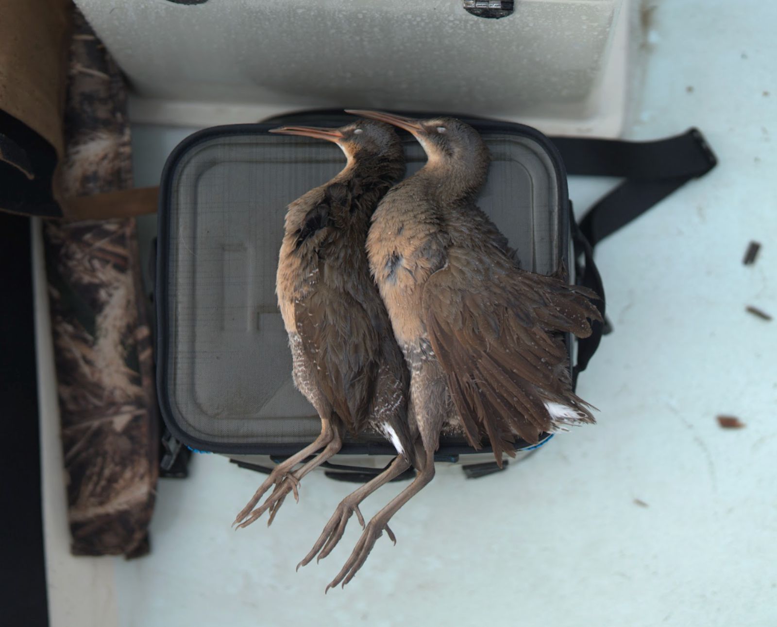 Two marsh hens on a cooler in a pole pushed skiff in South Carolina.