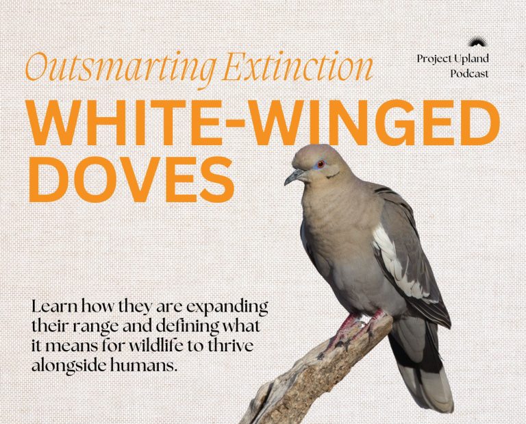 White-winged doves and their modern place.