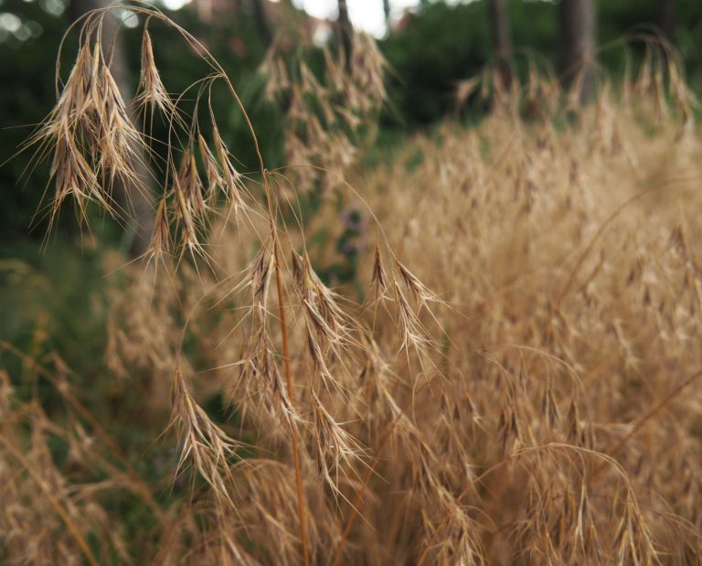 Dried out cheatgrass (Bromus tectorum) seed heads.