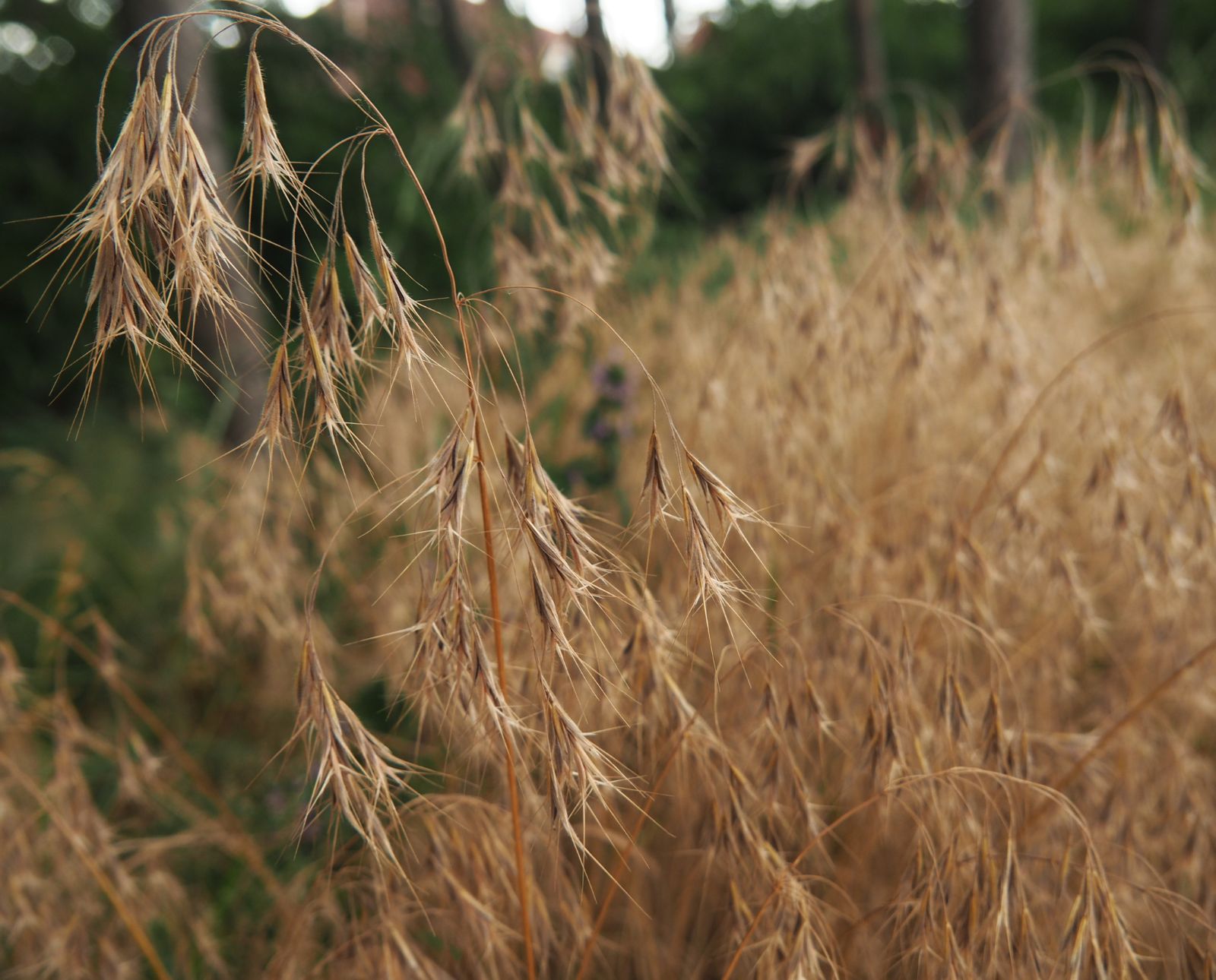 Dried out cheatgrass (Bromus tectorum) seed heads.