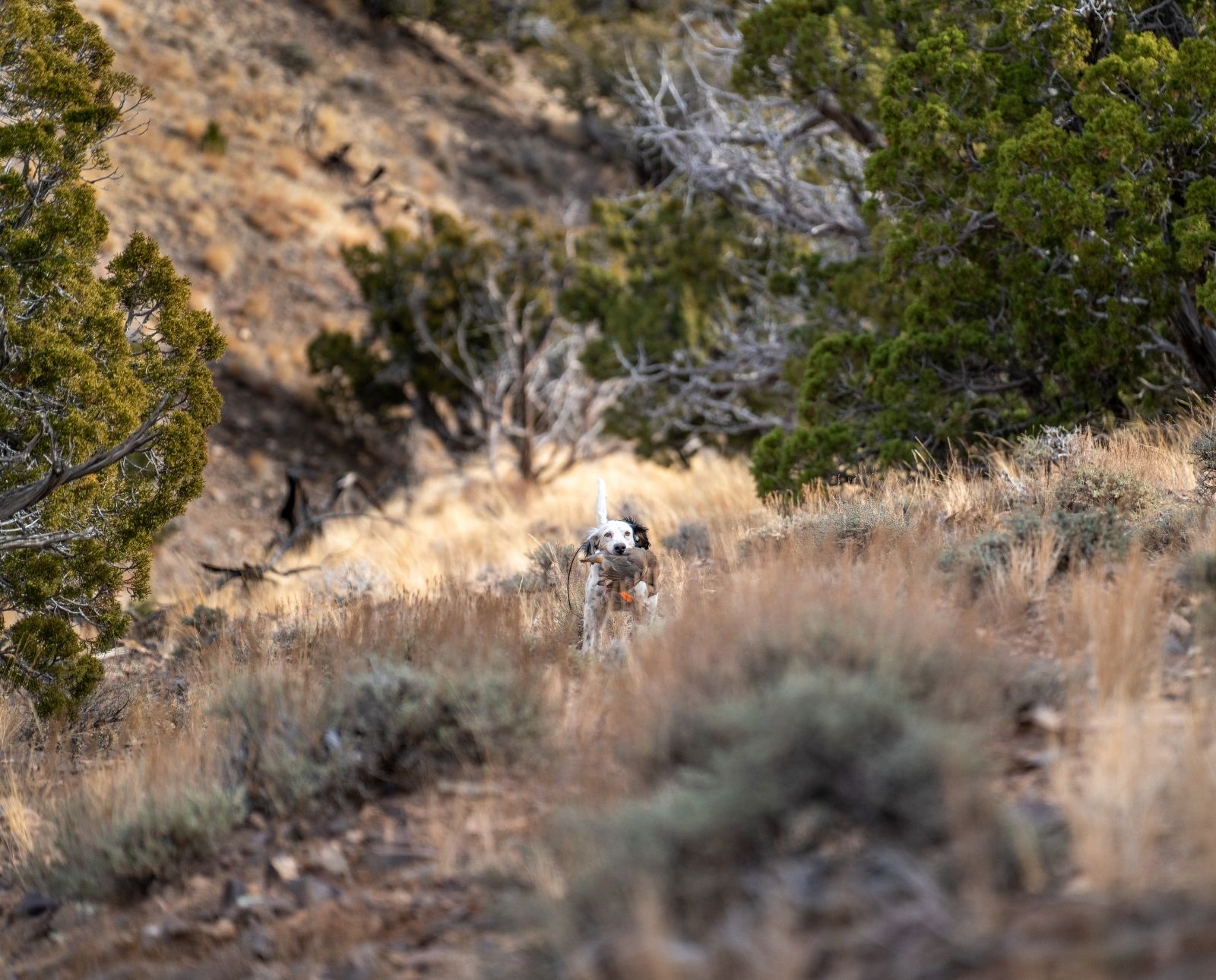 An English Setter retrieves a chukar in a pinyon pine forest.