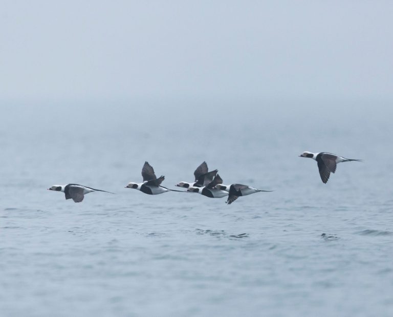 A small flock of male long-tailed ducks fly over the ocean on a gray and cloudy day.