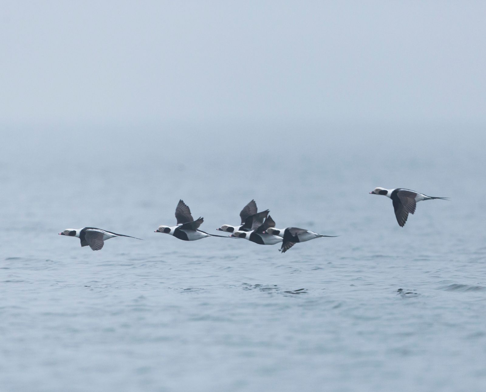 A small flock of male long-tailed ducks fly over the ocean on a gray and cloudy day.