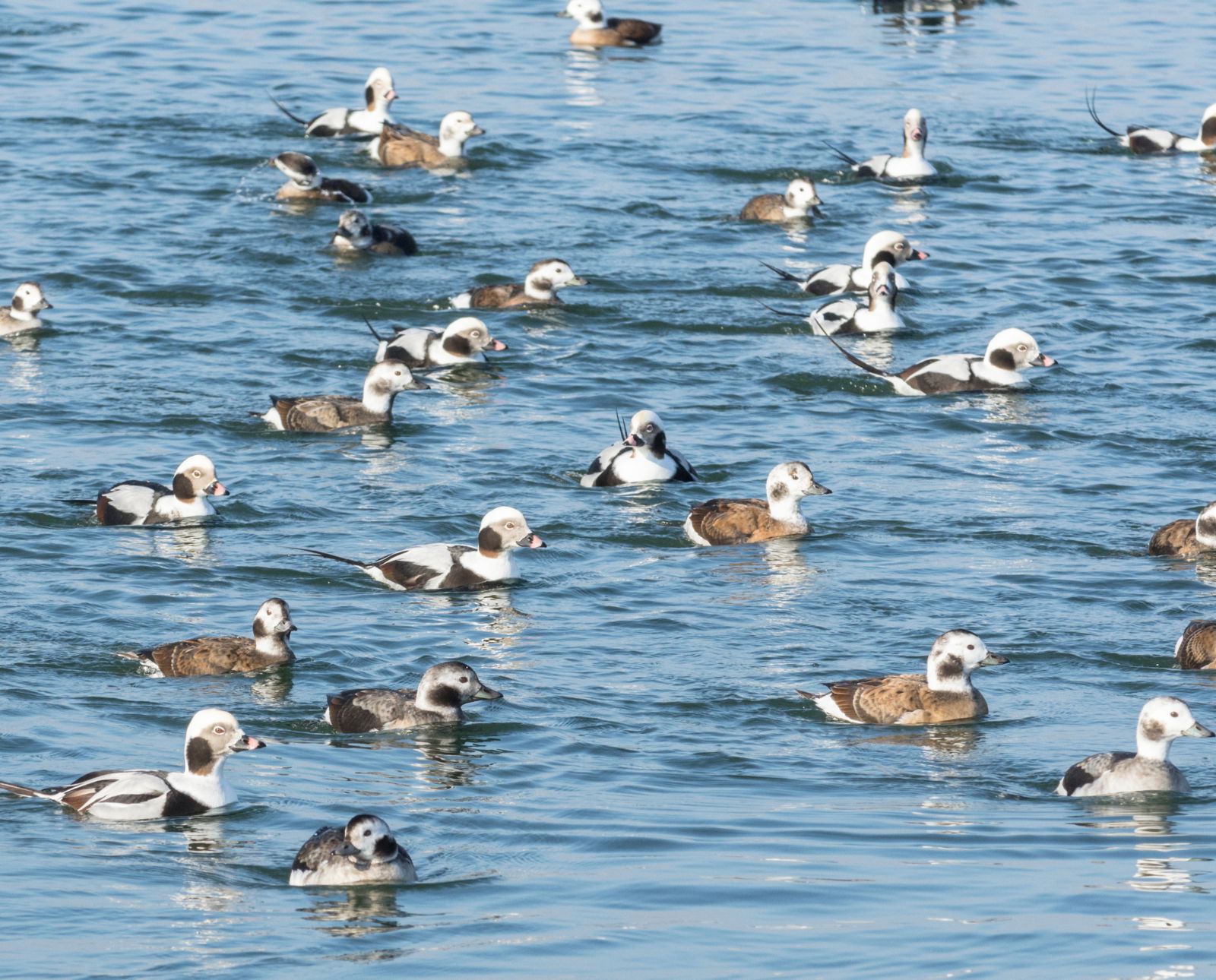 A flock of long-tailed ducks bobs in the water out of the wind near shore.