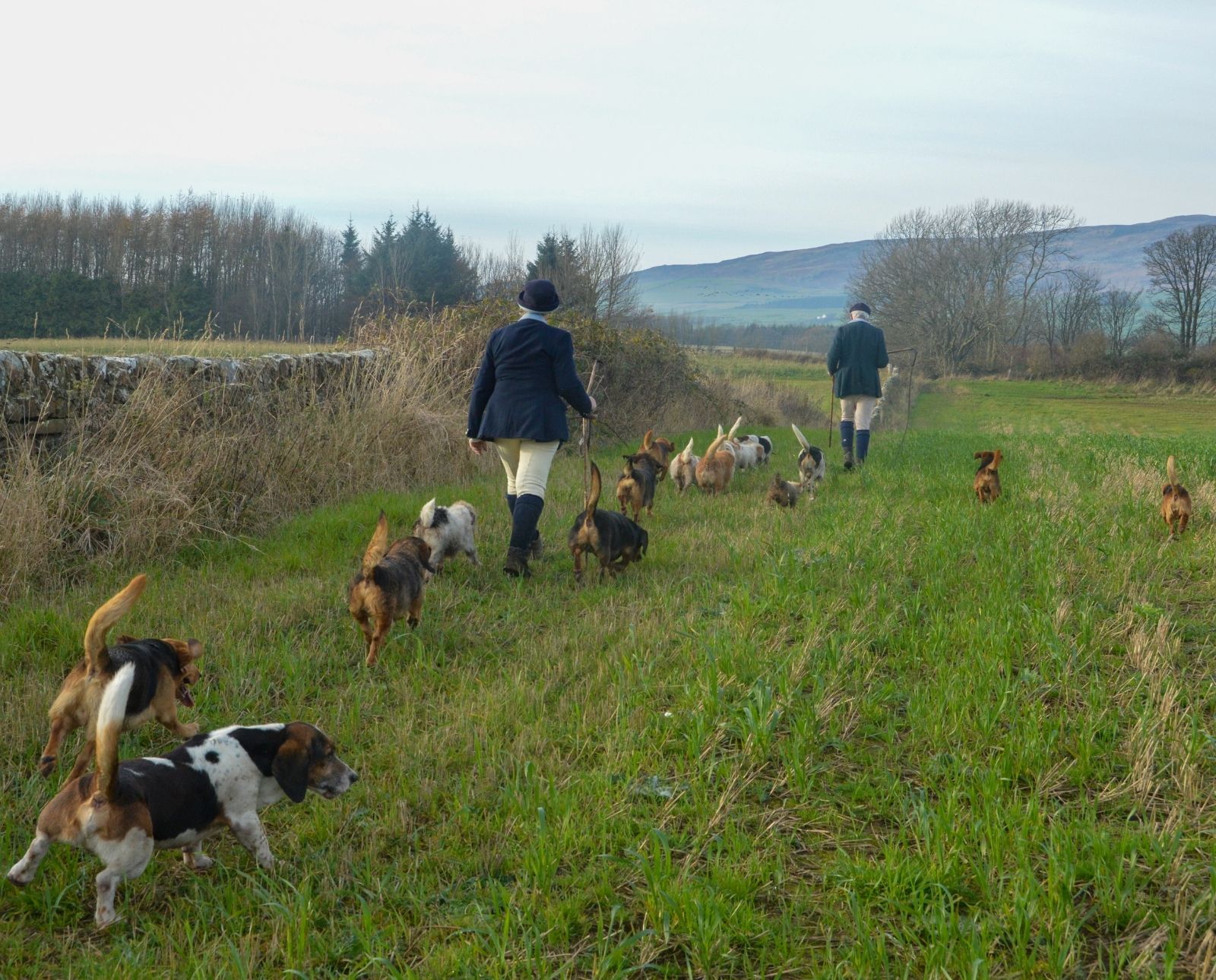 Two people and a pack of basset hounds walk down a brushy field edge while rabbit hunting.