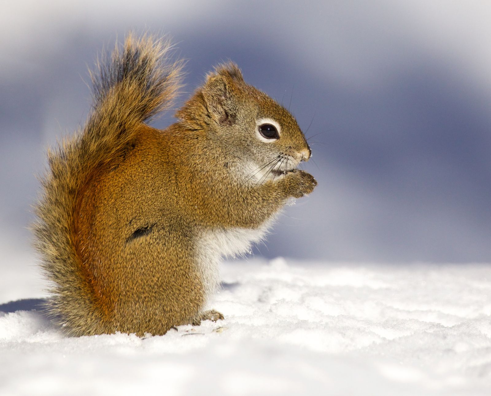 A pine squirrel eats a snack in the snow.