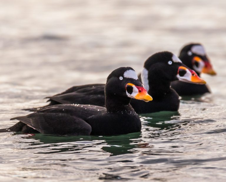 Three surf scoters swimming side by side in the ocean.