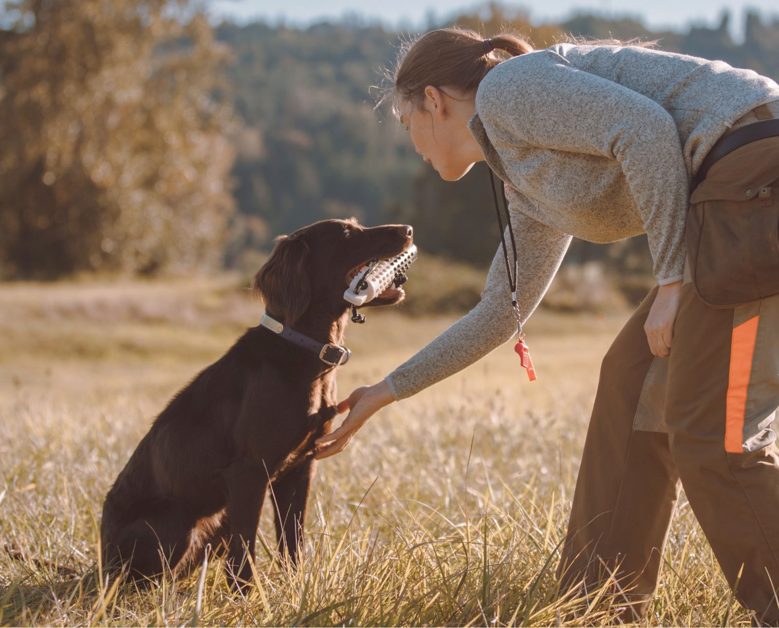 A Deutsch Langhaar in training holding a bumper near its trainer.