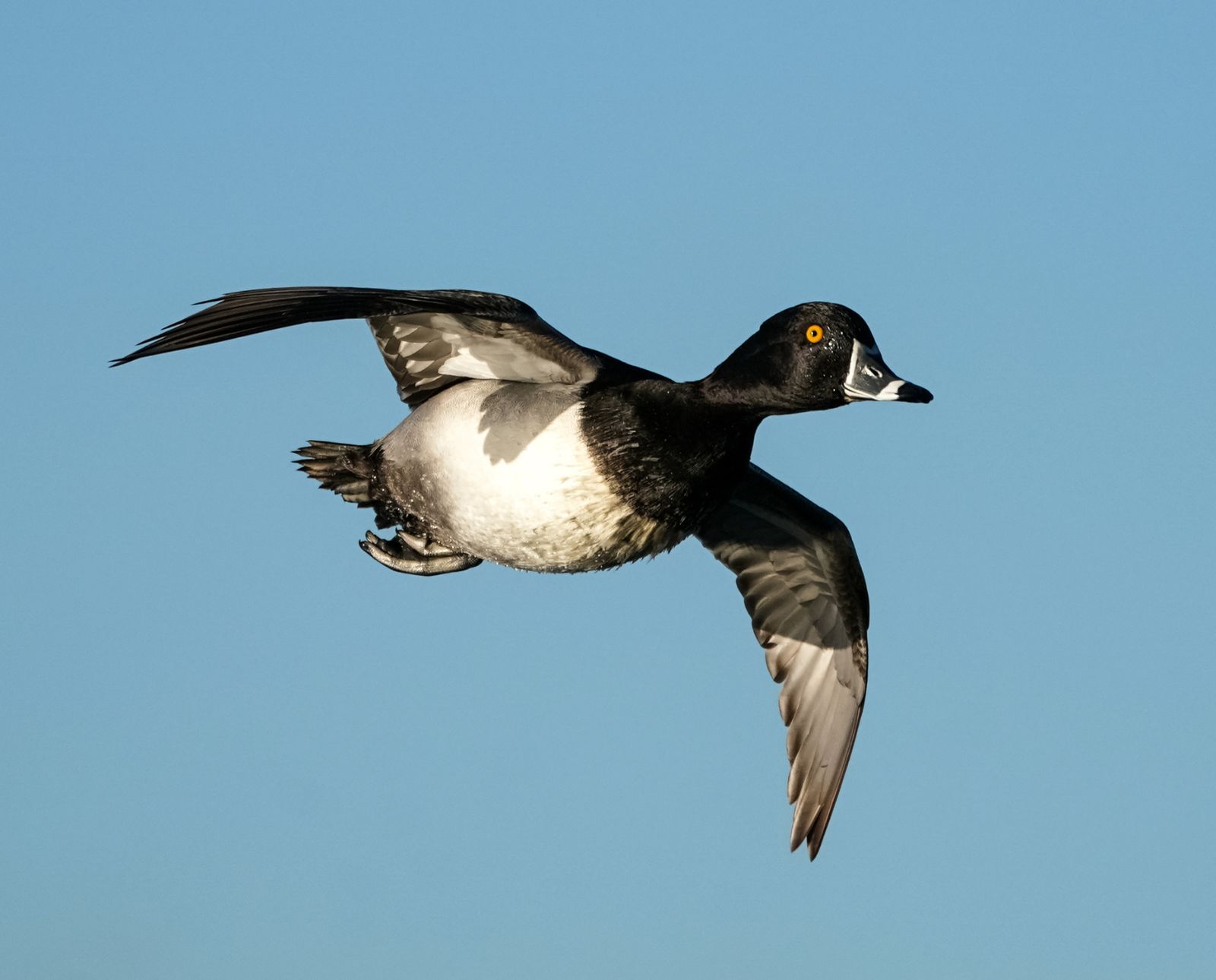 A drake ring-necked duck in flight against a blue sky.